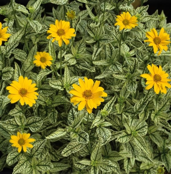 HELIOPSIS, KOREOPSIS, ZVEZDAN: najlepše jesenje trajnice za vašu baštu (FOTO)