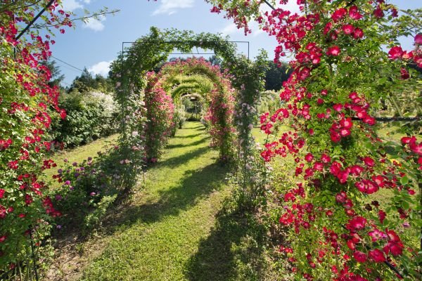 Ružičnjak koji čuva od zaborava stare vrste ruža: "Petrović Roses" u Vrčinu (FOTO + VIDEO)