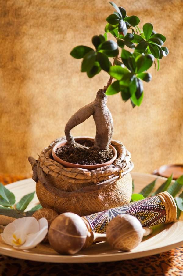 Simbol sreće za mladence: evo kako je nastalo patuljasto drveće BONSAI