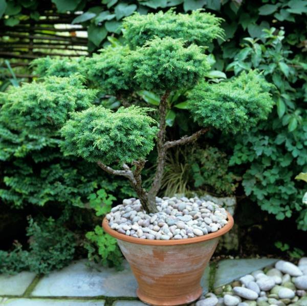 Simbol sreće za mladence: evo kako je nastalo patuljasto drveće BONSAI