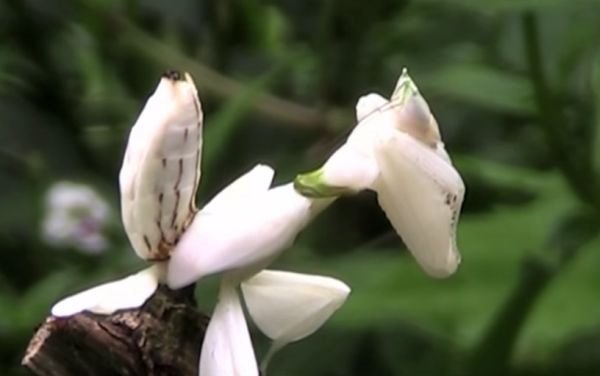 Cvet ili insekt: pogledajte kakva je neverovatna kamuflaža bogomoljke koja mami plen! (FOTO+VIDEO)