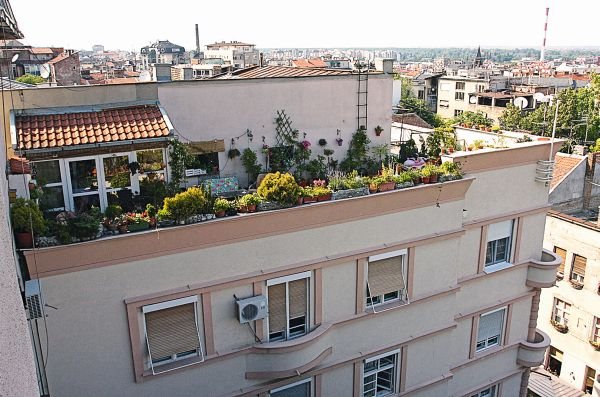 Kako Beograđanka Anđelka Jovanović uživa u svojoj bašti: 200 cvetova, lozica i žbunova krasi krov na Dorćolu (FOTO)