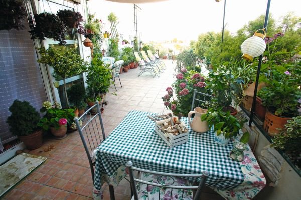 Kako Beograđanka Anđelka Jovanović uživa u svojoj bašti: 200 cvetova, lozica i žbunova krasi krov na Dorćolu (FOTO)