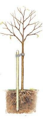 Potpora za mlade sadnice