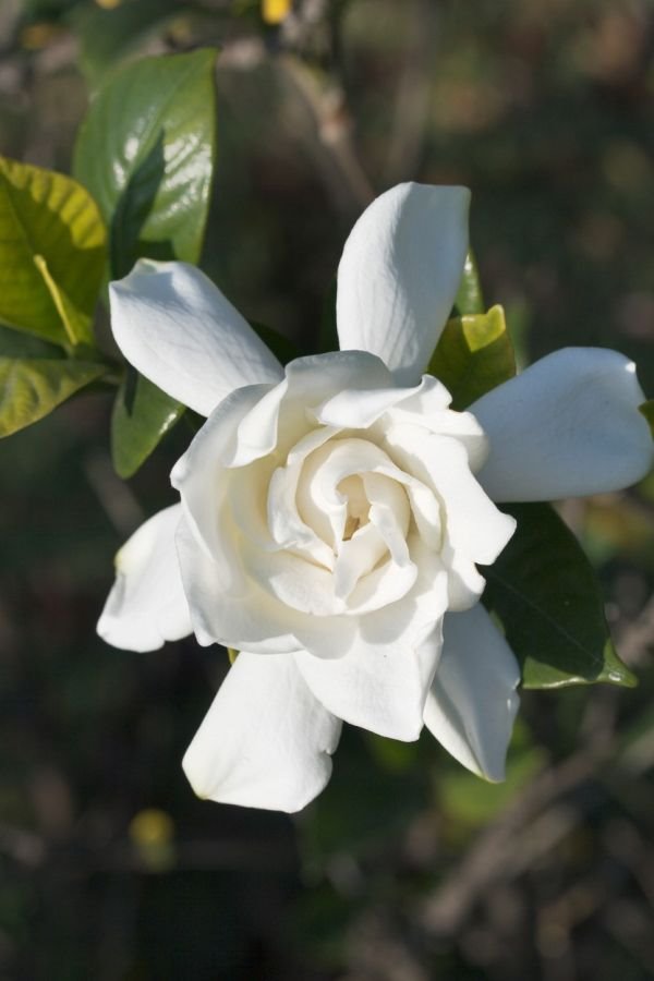 Saveti za negu gardenije: Gardenia jasminoides traži visoku vlažnost (FOTO)
