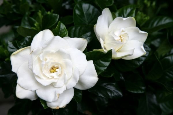 Saveti za negu gardenije: Gardenia jasminoides traži visoku vlažnost (FOTO)