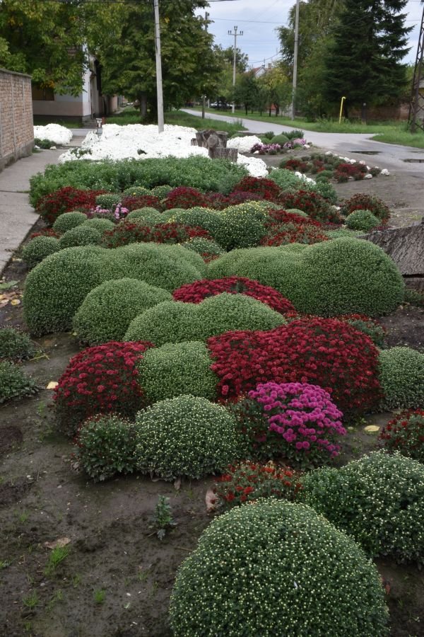 Čudesna bašta Bate Kiflera: stotine hrizantema, ruža i kaktusa krase vrt i ulicu u selu Gaj u južnom Banatu (FOTO)