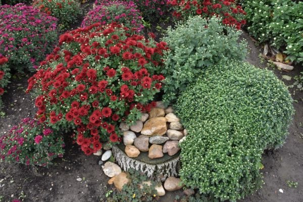 Čudesna bašta Bate Kiflera: stotine hrizantema, ruža i kaktusa krase vrt i ulicu u selu Gaj u južnom Banatu (FOTO)