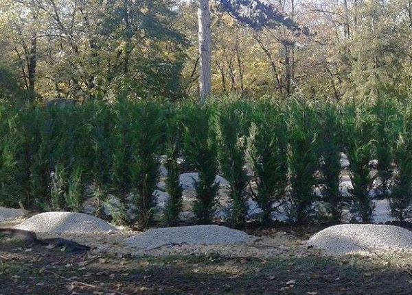 Prvi lavirint-park zasađen u Vrnjačkoj Banji od 440 sadnica čempresa! (FOTO)