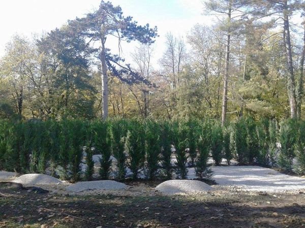 Prvi lavirint-park zasađen u Vrnjačkoj Banji od 440 sadnica čempresa! (FOTO)