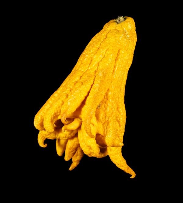 Prstasti Citrus medica: upoznajte neobično voće slično limunu (FOTO)