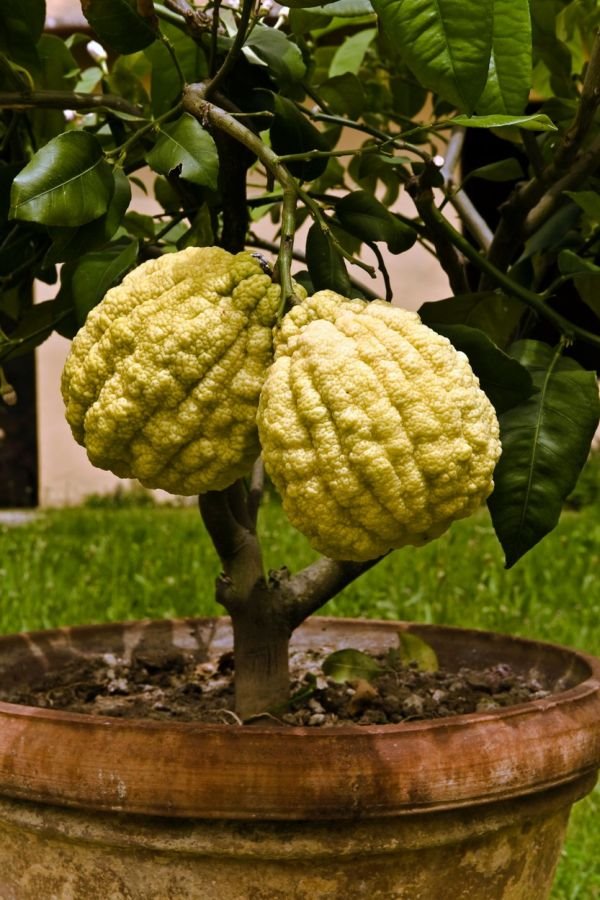 Prstasti Citrus medica: upoznajte neobično voće slično limunu (FOTO)