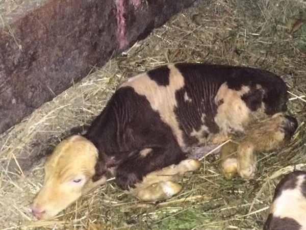 Cela Srbija se raspituje za kravu rekorderku: da li su Dunavka i telad dobro (FOTO)