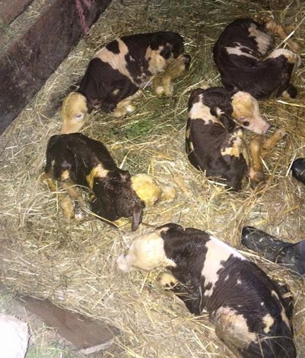 Cela Srbija se raspituje za kravu rekorderku: da li su Dunavka i telad dobro (FOTO)