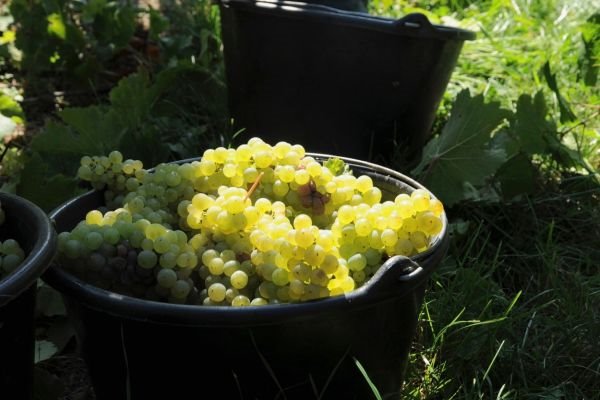 Koje je najbolje vreme da se posadi vinova loza i koje su najbolje sorte za grožđe i za hladovinu (FOTO)