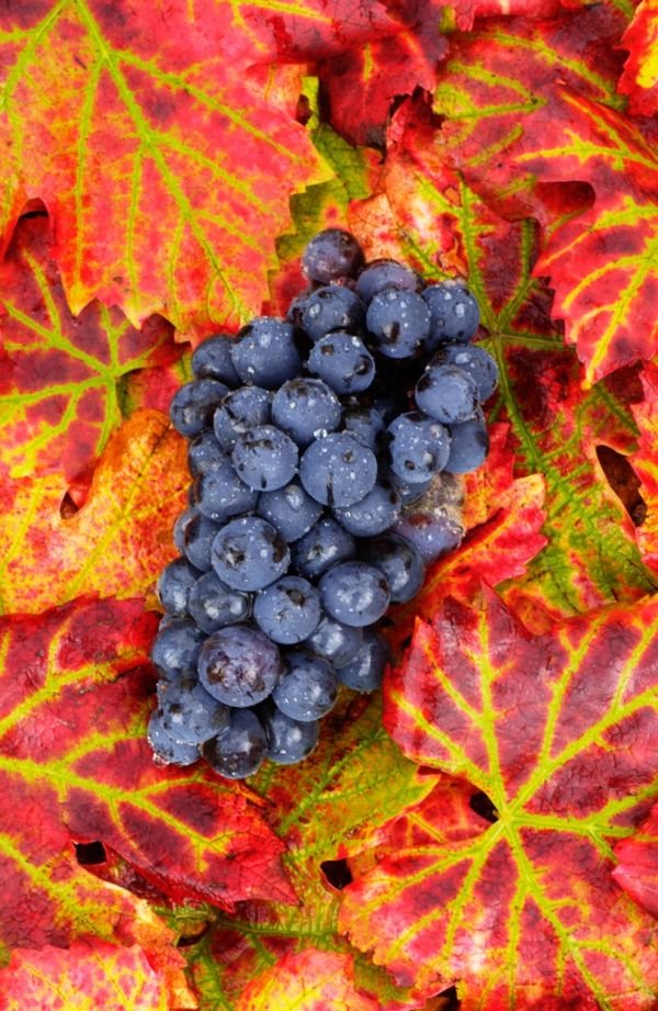 Koje je najbolje vreme da se posadi vinova loza i koje su najbolje sorte za grožđe i za hladovinu (FOTO)