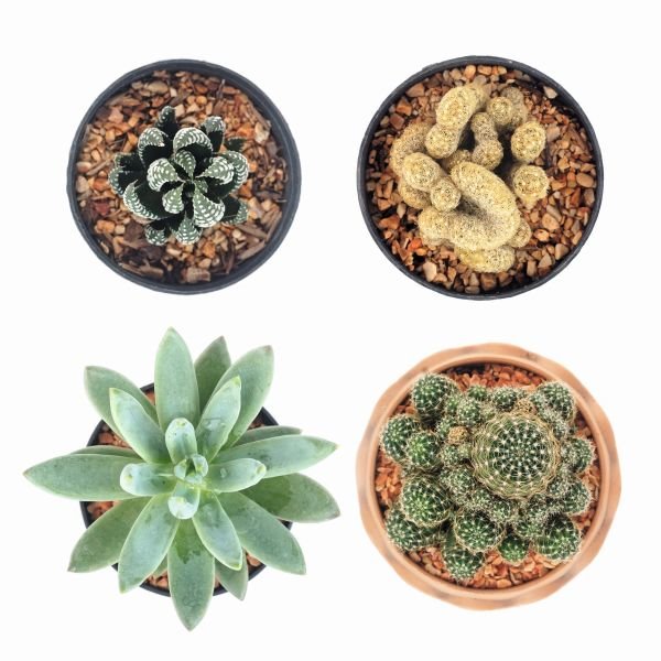 cuvarkuca, sedum, aloja, agava