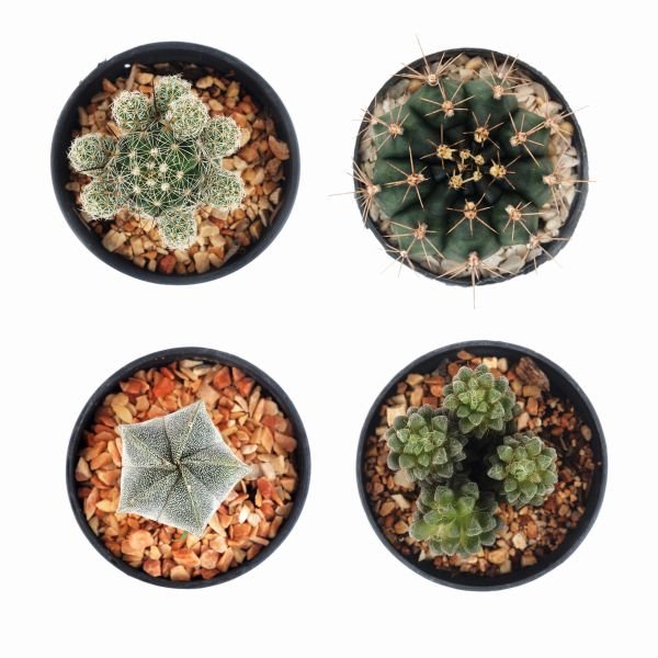 cuvarkuca, sedum, aloja, agava