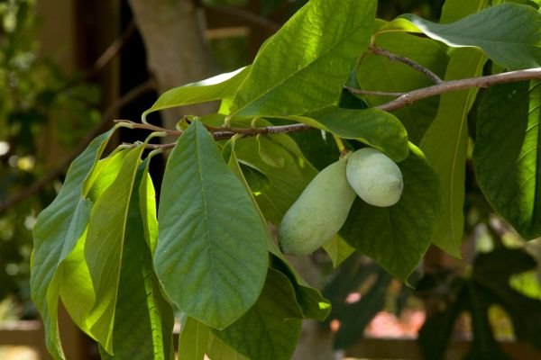 Kako se gaji egzotična indijanska banana (FOTO)