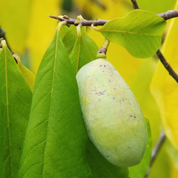 Kako se gaji egzotična indijanska banana (FOTO)