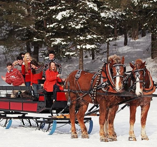 Venčanje iz bajke: u rasadniku punom okićenih novogodišnjih jelki