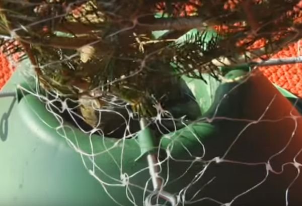 Kako da najbezbednije postavite veliku pravu novogodišnju jelku (FOTO + VIDEO)