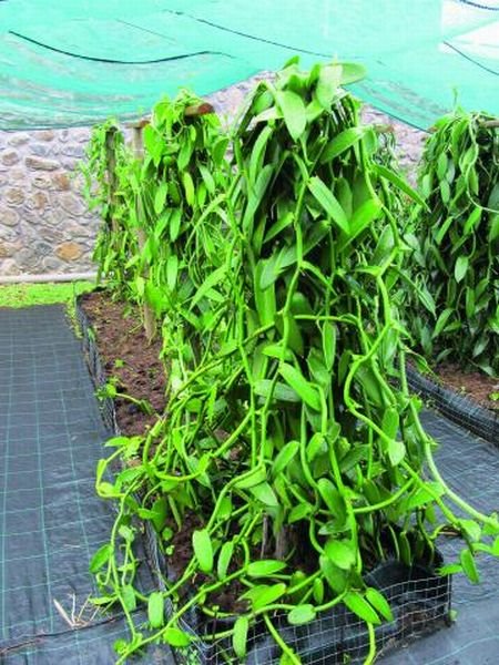 Reunion - avantura u Indijskom okeanu