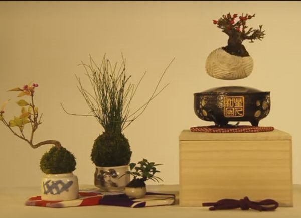 Japanska dekoracija za kojom je poludeo Internet: leteći bonsai je prava magija baštovanstva (FOTO, VIDEO)