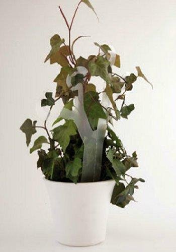 Mini staklena bašta