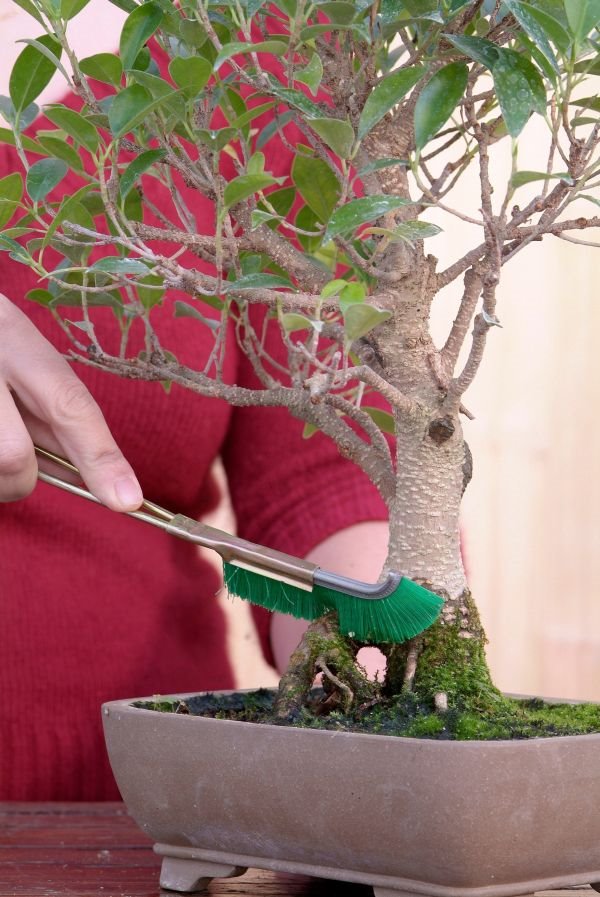 Sobno bilje: kako se gaji fikus ginseng koji uspeva i kao bonsai