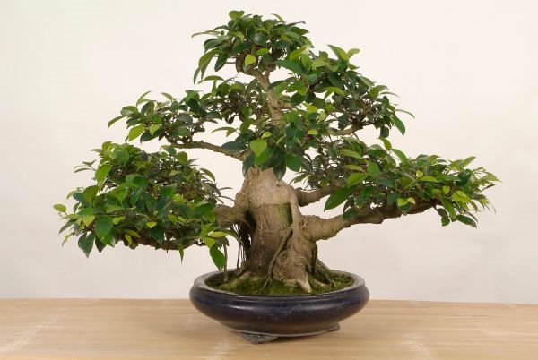 Sobno bilje: kako se gaji fikus ginseng koji uspeva i kao bonsai