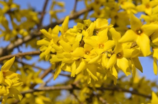 Forzicija prva cveta u proleće: kako da negujete ukrasni listopadni žbun sa žutim cvetovima (SAVETI ZA BAŠTOVANE)