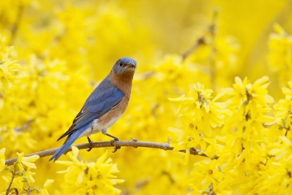 Forzicija prva cveta u proleće: kako da negujete ukrasni listopadni žbun sa žutim cvetovima (SAVETI ZA BAŠTOVANE)