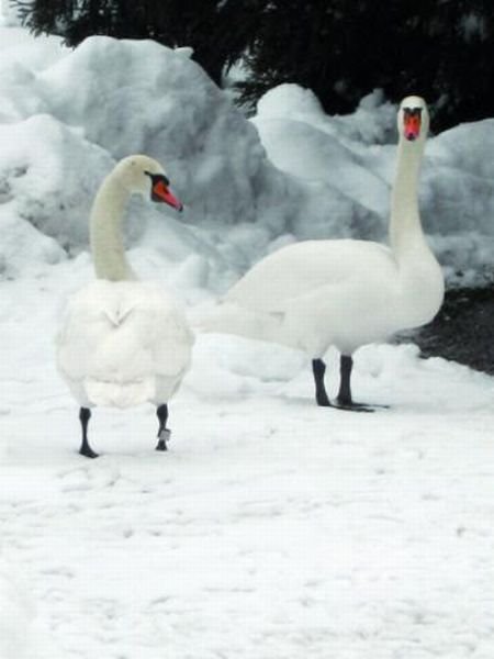 Čarolija Bledskog zamka