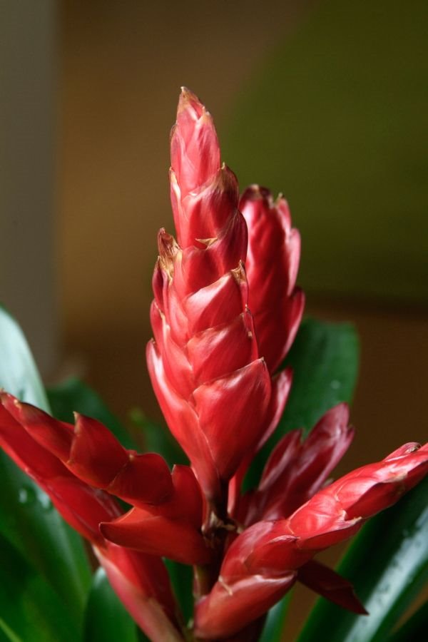 Biljka iz familije bromelija: kako negovati tokom cele godine egzotičnu lepoticu vresiju