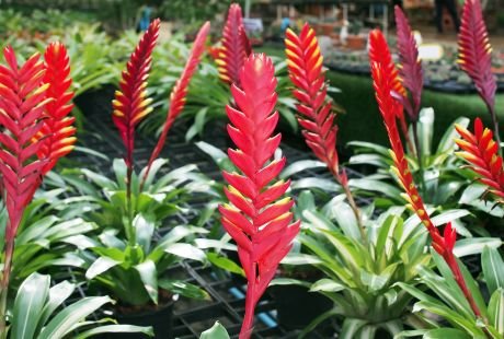 Biljka iz familije bromelija: kako negovati tokom cele godine egzotičnu lepoticu vresiju