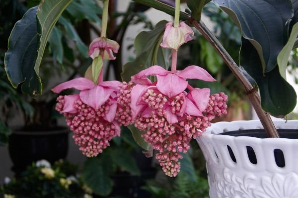 Sobne biljke: Medinilla magnifica - veličanstveno ružičasto grožđe (SAVETI ZA NEGU)