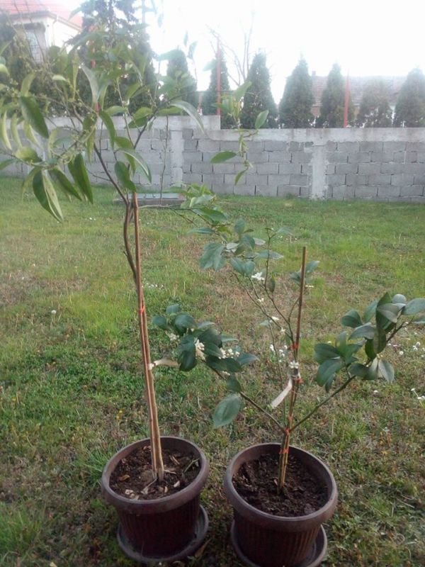 Vaše bašte: mandarina procvetala u vrtu Vesne Jasić u Vrčinu (SAVETI ZA NEGU)