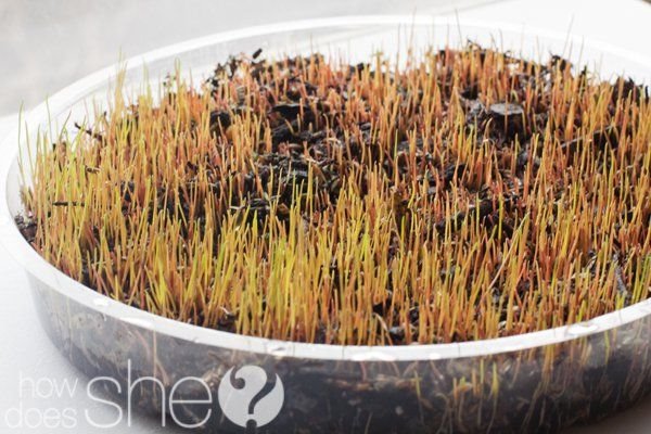 Uradi sam: kako napraviti uskršnju korpicu za jaja sa prirodnom travom (FOTO)