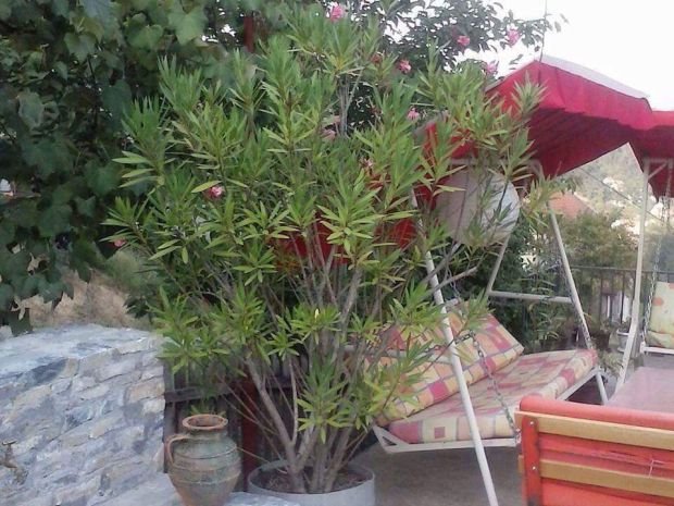 Vaše bašte: čarobno dvorište porodice Marković iz Krupnja koje ima sve! (FOTO)