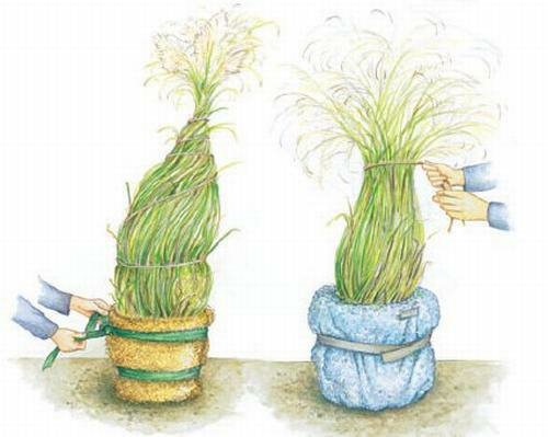 Zimska nega za ukrasnu travu