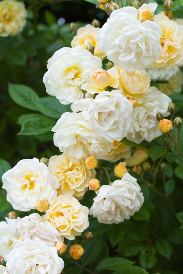 Najlepše rambler ruže: Gizlen D'Feligond (Ghislaine de Féligonde) otporna je na bolesti i dugo cveta