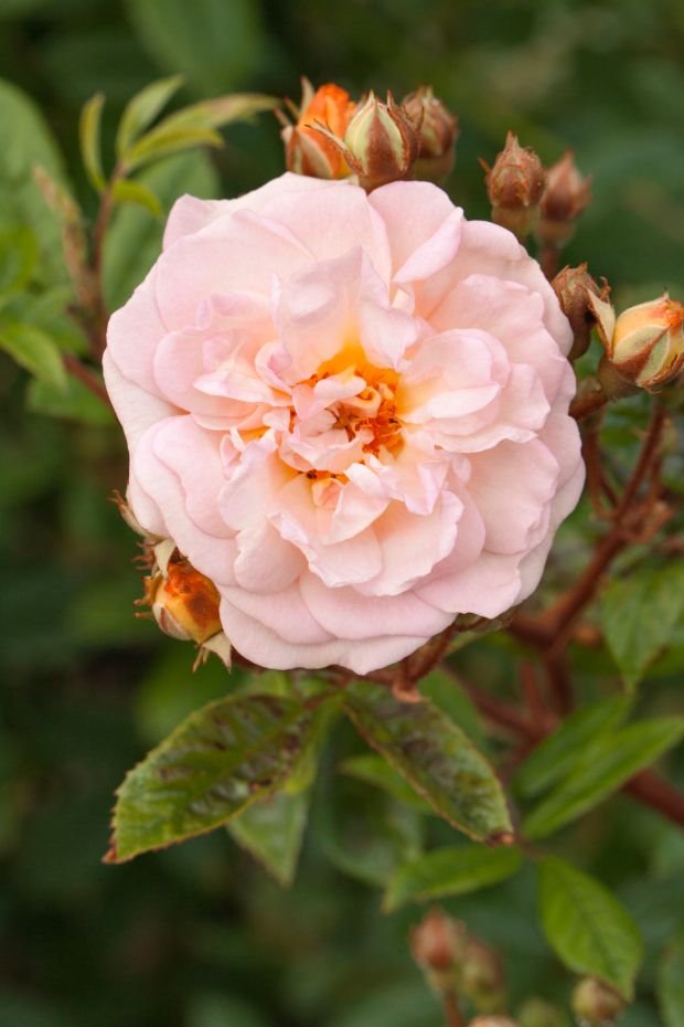 Najlepše rambler ruže: Gizlen D'Feligond (Ghislaine de Féligonde) otporna je na bolesti i dugo cveta