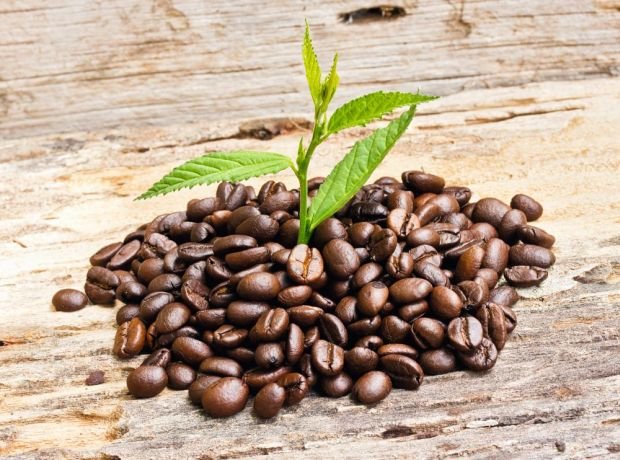 Savršena biljka za ljubitelje kafe: kako da gajite kafu u sobi (SAVETI ZA NEGU)