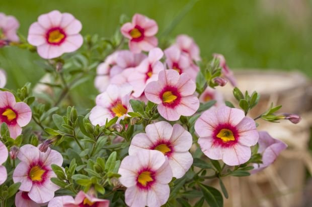 CVEĆE KOJE JE IDEALNO ZA TERASU: 5 biljaka koje vole sunce i toplotu