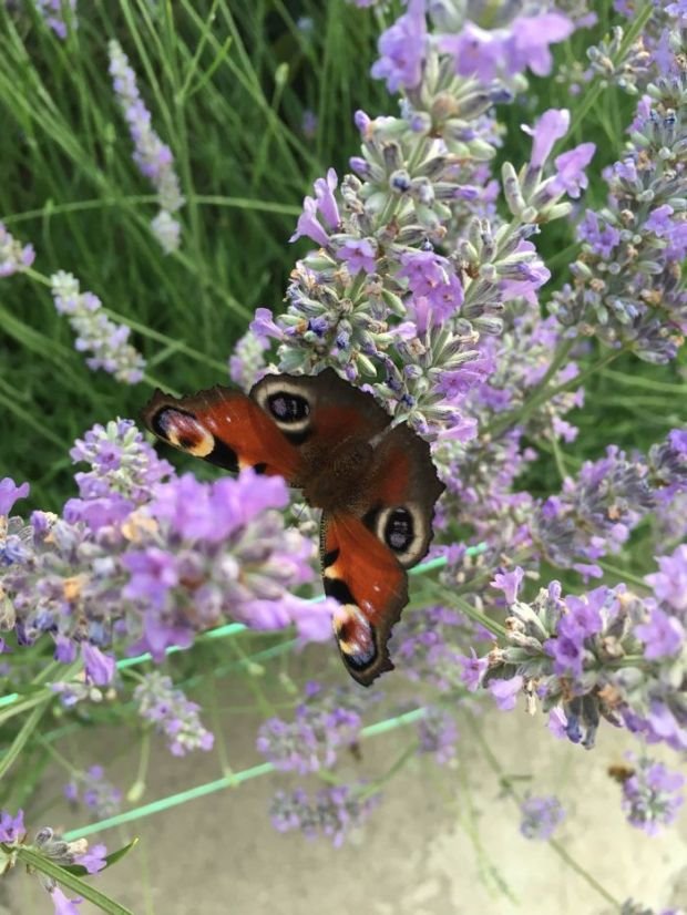 Vaša fotografija meseca za magazin "Moja lepa bašta": 17 slika u najužem izboru (AVGUST 2016)