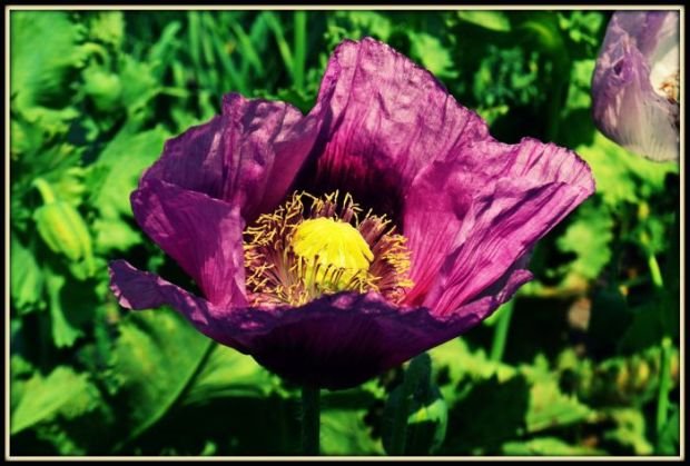 Vaša fotografija meseca za magazin "Moja lepa bašta": 17 slika u najužem izboru (AVGUST 2016)