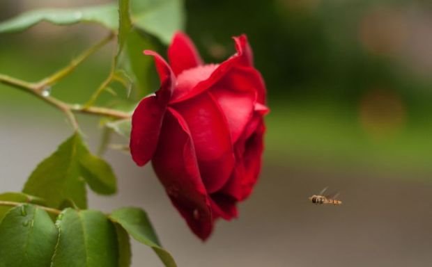 Vaša fotografija meseca za magazin "Moja lepa bašta": 17 slika u najužem izboru (AVGUST 2016)