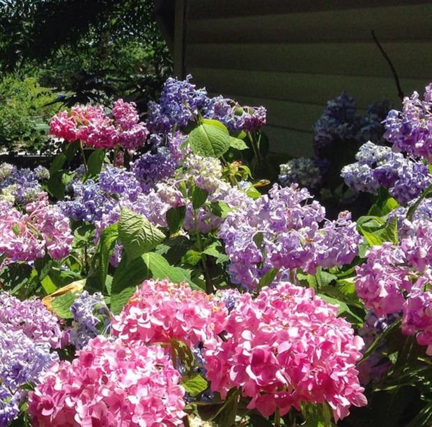 Domovi slavnih: zavirite u prvu porodičnu kući Hilari i Bila Klintona (FOTO)