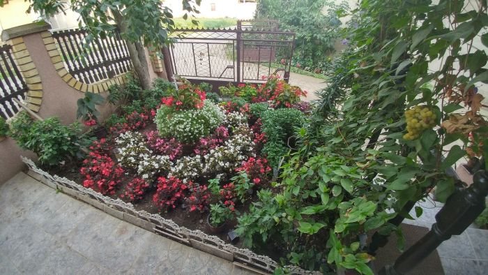 Vaše bašte: hobi baštovanka Svetlana Vasić neguje carstvo prelepih begonija (FOTO)